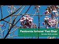 Paulownia fortunei 'Fast Blue'  - Van den Berk on Trees