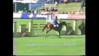 Video of Tangelo van de Zuuthoeve