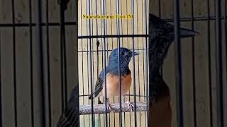 Download lagu murai betina memanggil jantan #shorts mp3