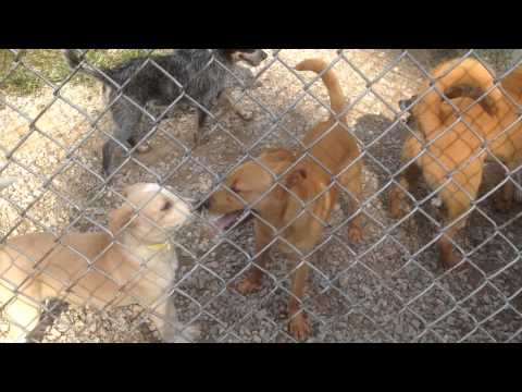 Seinfeld, Millie, Falcon, Trixiebelle, Petey, Niles, Belle Starr