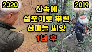 산속에 산마늘 씨 살포기로 뿌려놓고 1년 뒤에 왔습니다