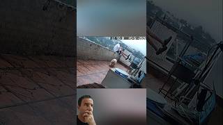 Cachorro Procurando o seu Tutor! 🐕😅