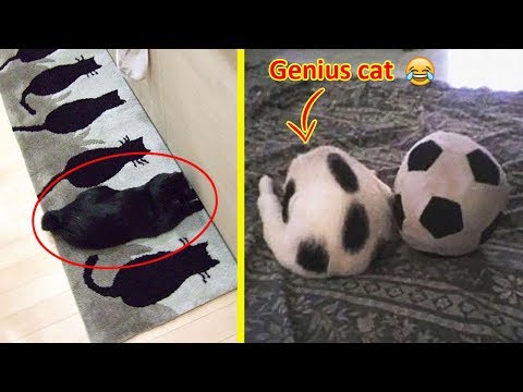 These Cats Can Beat You At Hide And Seek ๐น