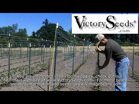 download lagu mp3 mp4 Polyester Trellis Netting, download lagu Polyester Trellis Netting gratis, unduh video klip Polyester Trellis Netting