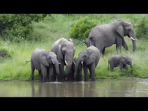 Djuma: Elephant herd - 06:36 - 03/01/20