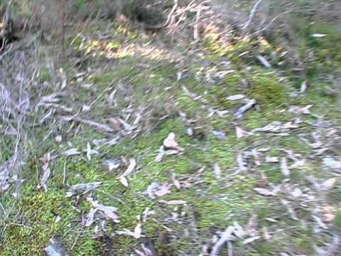 Hypnum Hypnum Everywhere!!!