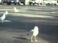 Seagulls In The Parking Lot