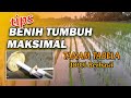 Cara Tanam Padi TABELA Benih Tumbuh Sempuna