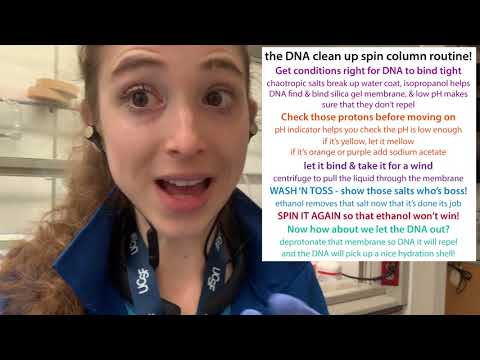 Spin column purification of nucleic acids - the biochemistry of how they work