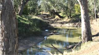 The Pretty Bird Tree (L.J. Hill) cover - backlogue