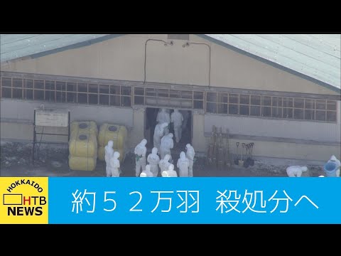 羽が抜け落ちた鶏の治療方法は？考えられる 4 つの原因と問題を解決する簡単な解決策  庭園