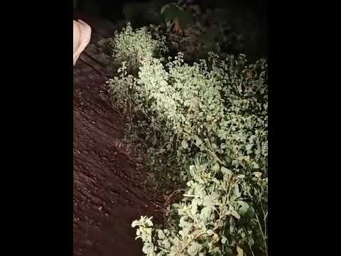 lv c kankai forest(5)