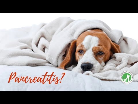 Everything you need to know about Pancreatitis in Dogs