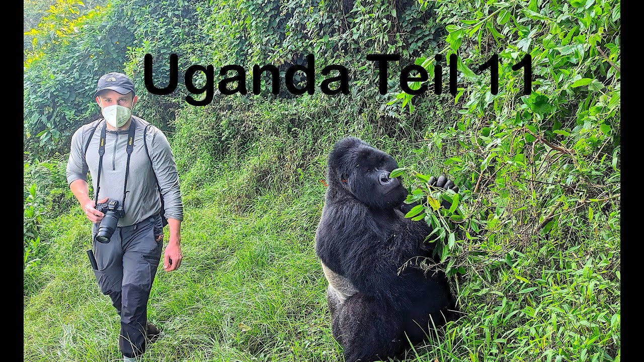 Uganda Teil 11 -  Mgahinga Gorilla National Park Gorillatrekking