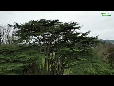 Kildalton College's - Cedar of Lebannon (Cedrus libani)