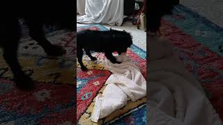Video preview image #1 Maltese-Unknown Mix Puppy For Sale in Cary, NC, USA