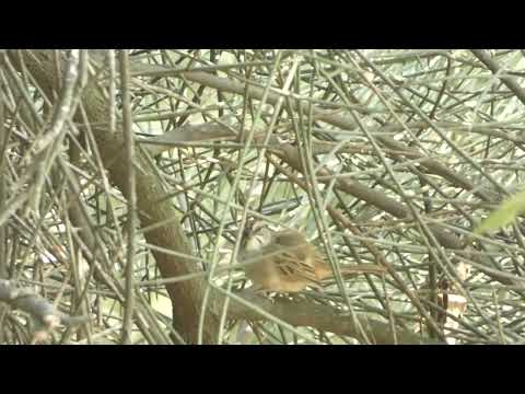 Chaco Sparrow, Rhynchospiza strigiceps, Avia Terai, Chaco, Argentina, 8 Febr 2026