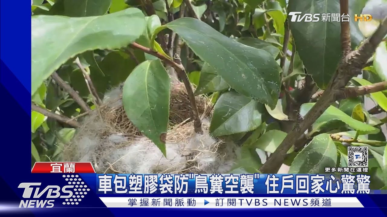 鶵鳥家門口學飛　住戶慘遭白頭翁啄頭攻擊