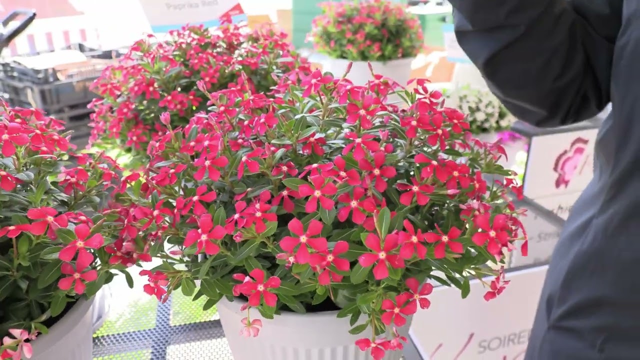 Spring Trials 2023: Suntory