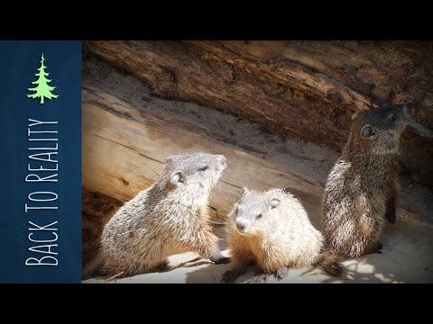 How Groundhogs Hibernate | Plus: BABY Groundhogs!