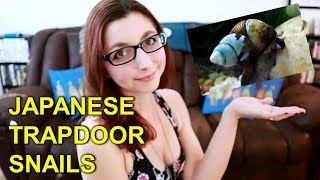 Japanese Trapdoor Snail | Freshwater Snails