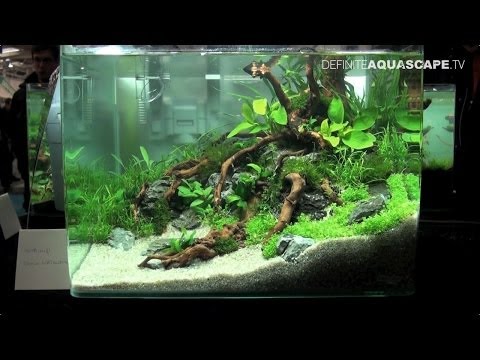 Qualifyings for The Art of the Planted Aquarium 2015 - Nano category compilation