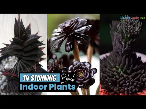 14 Stunning Black Indoor Plants | Houseplants With Black Leaves