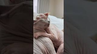 急に始まるケンカwww猫スルタンとアレクサンドラ【スフィンクス】