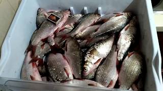 Ловля тарани на азовском море резинкой