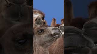 O Animal Que Sobrevive Onde Humanos Morreriam 🐪🔥