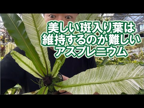 園芸 アッシュリーフニーム、偽ニーム、ペルシャライラック、パールツリー