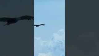 Download lagu Eagle Sound Rimix mp3