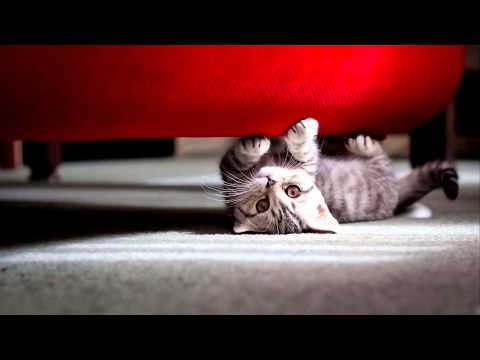 Perasma - Swing 2 Harmony (MYNC Project Remix)