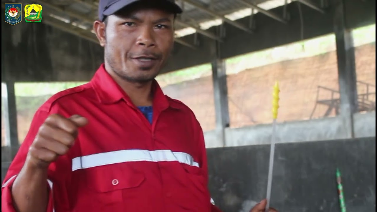 Inovasi Daerah Kawin Suntik (WINTUK) pada Ternak Babi Dinas Peternakan Kabupaten Manggarai