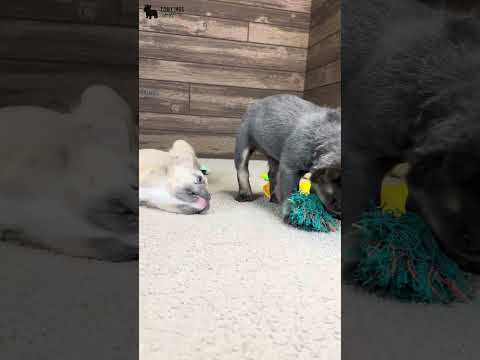 Video 3