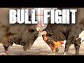 Traditional Bull Fighting in Fujairah Traditional Bull Fighting in Fujairah