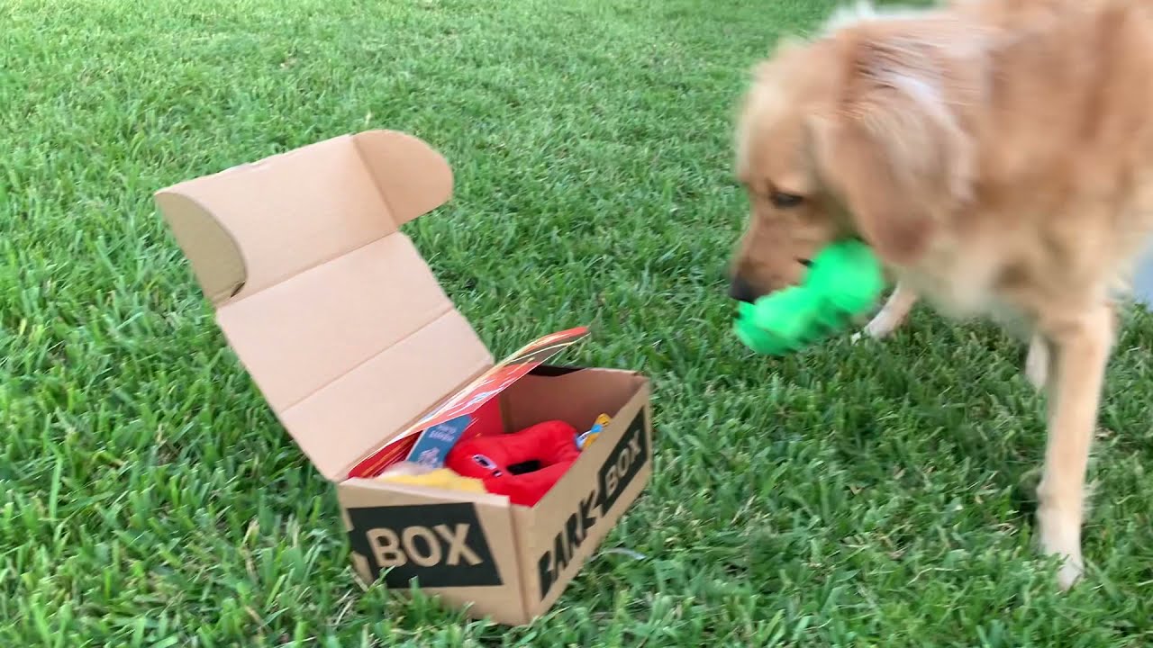 BarkBox Review 2022 Is Bark Box Actually Worth It? Golden Hearts