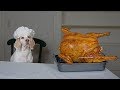 Dog Cooks Thanksgiving Dinner: Funny Dog Maymo Makes Turkey Recipe