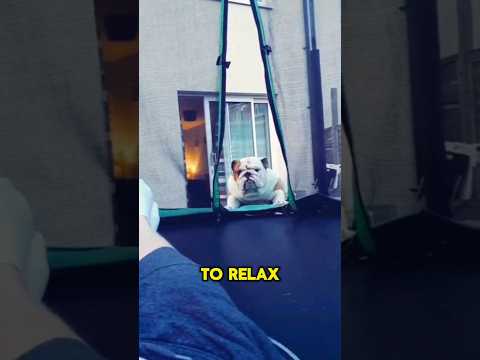 This popped up from 3 years ago!!! Just Pablo being Pablo 😁 #bulldogpabs