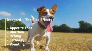 Nexgard: The Nex-Gen Solution for Your Dogs - BudgetVetCare
