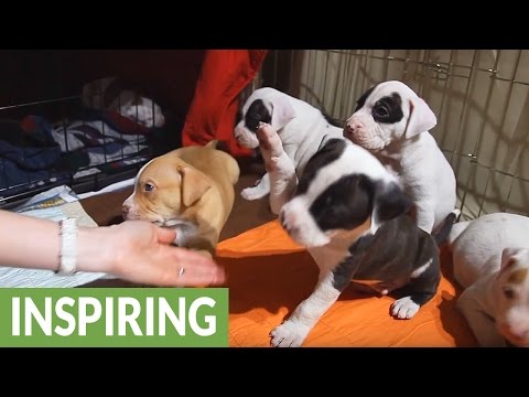 Pregnant and homeless, what will become of this dog's babies?