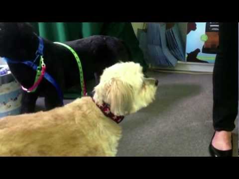 PatrickTV: Pet Innovation through Janet Marlow's Pet Acoustics