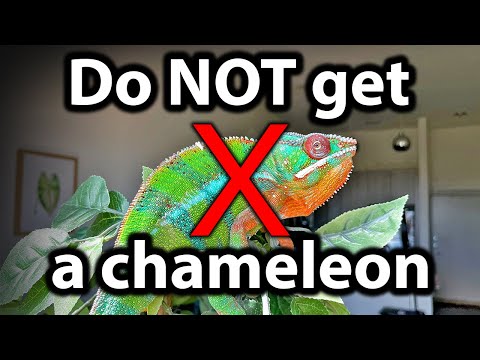 5 reasons why you should NOT get a chameleon