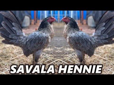 QUALITY Hennie Blue Chocolate SAVALA FOWL - Beautiful Birds