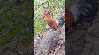 Download lagu gà siêu đẹp gáy hay.qaib qus qua zoo /Hlau youtube mp3 Download lagu gà siêu đẹp gáy hay.qaib qus qua zoo /Hlau youtube mp3