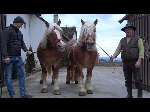 Armasarii domnului Doru de la Delani, Bihor - 2021 Nou!!!
