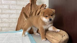 Video preview image #1 Shiba Inu Puppy For Sale in LOS ANGELES, CA, USA
