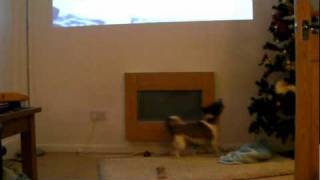 But who doesn't love polar bears?