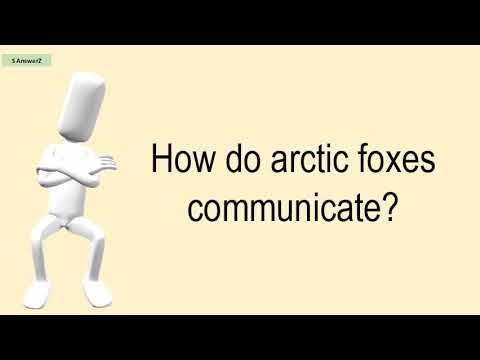 How Do Arctic Foxes Communicate?