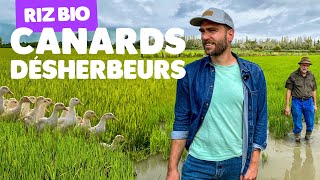 Download lagu Riz bio : les canards remplacent les pesticides mp3 Download lagu Riz bio : les canards remplacent les pesticides mp3